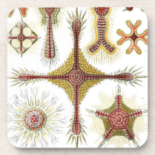 Vintage Haeckel Getränkeuntersetzer