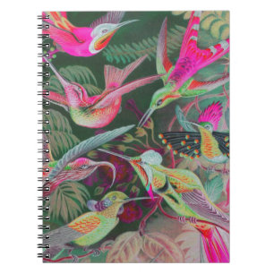Vintage Haeckel Hummingbirds Notizblock