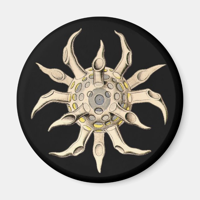 Vintage Haeckel Magnet (Vorne)