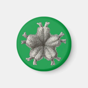 Vintage Haeckel Magnet