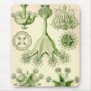 Vintage Haeckel Mousepad