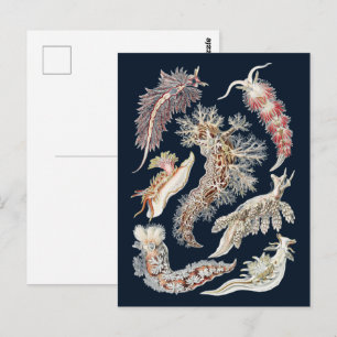 Vintage Haeckel Nudibranch Meereskunst Postkarte