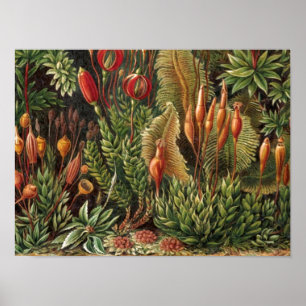 Vintage Haeckel Plant Life Print Poster