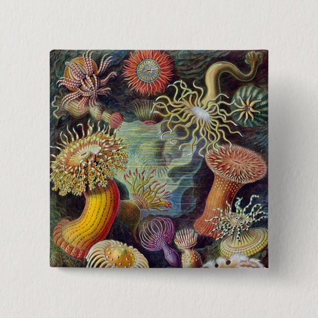 Vintage Haeckel Seeanemone Button (Vorderseite)