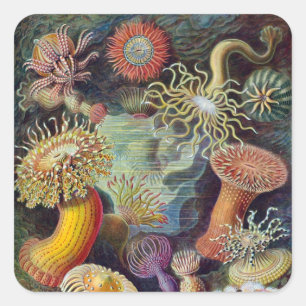 Vintage Haeckel Seeanemone Quadratischer Aufkleber