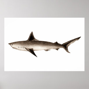 Vintage Haifisch-Illustration - Retro Poster