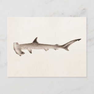 Vintage-Hammerhai-Illustration Retro-Haie Postkarte