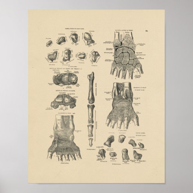 Vintage Hand Anatomie 1880 Druck Poster (Vorne)