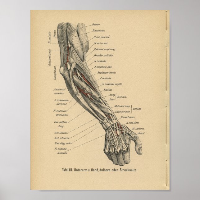 Vintage Hand aus 1888 deutscher Anatomie Poster (Vorne)