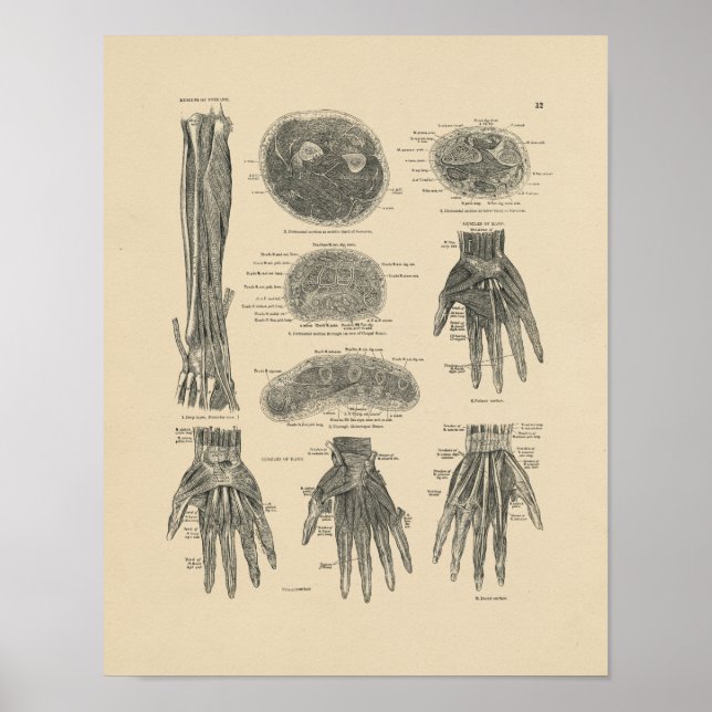 Vintage Handmuskeln Anatomie 1880 Druck Poster (Vorne)