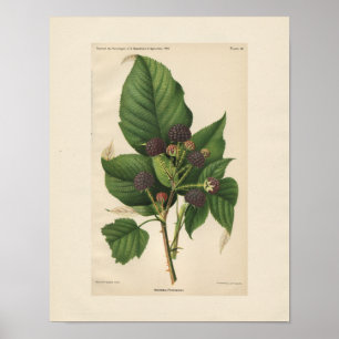 Vintage Hannibal Himbeer-Druck Poster