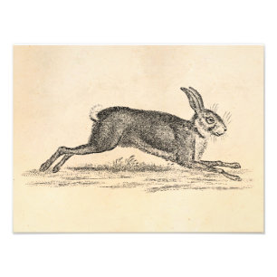 Vintage Hase Bunny Kaninchen Illustration 1800er J Fotodruck