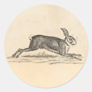 Vintage Hase Bunny Kaninchen Illustration 1800er J Runder Aufkleber