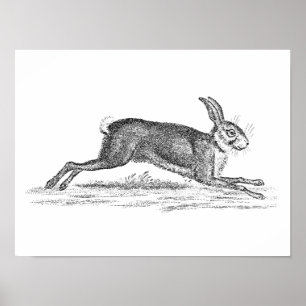 Vintage-Hase-Bunny-Kaninchen-Illustration aus dem Poster