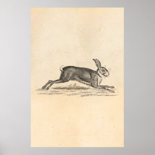 Vintage-Hase-Bunny-Kaninchen-Illustration aus dem Poster