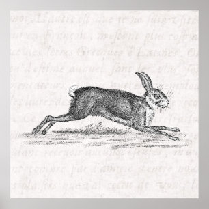 Vintage-Hase-Bunny-Kaninchen-Illustration aus dem Poster