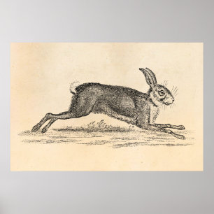 Vintage-Hase-Bunny-Kaninchen-Illustration aus dem Poster