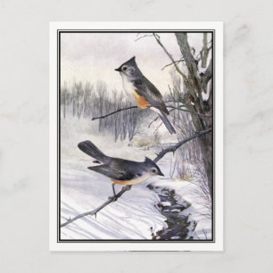 Vintage Haubenmeise - Robert Bruce Horsfall Postkarte