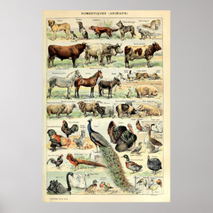 Vintage Haustiere von Adolphe Millot Poster