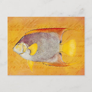 Vintage Hawaiian Angel Fish - Antikes Hawaii Postkarte