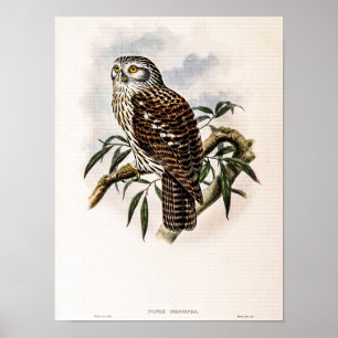 Vintage Hawk-Owl von John Gould Poster