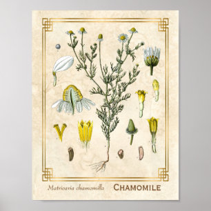 Vintage Heilkräuter Kamille Blüten Botanik Poster