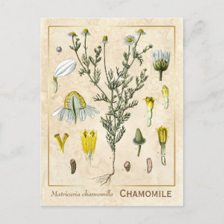 Vintage Heilkräuter-Kamille-Blüten-Botanik Postkarte