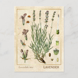 Vintage Heilkräuter Lavendel Blume Botanisch Postkarte