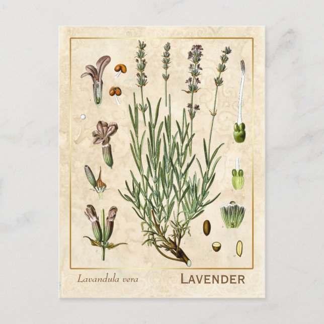 Vintage Heilkräuter Lavendel Blume Botanisch Postkarte (Vorderseite)