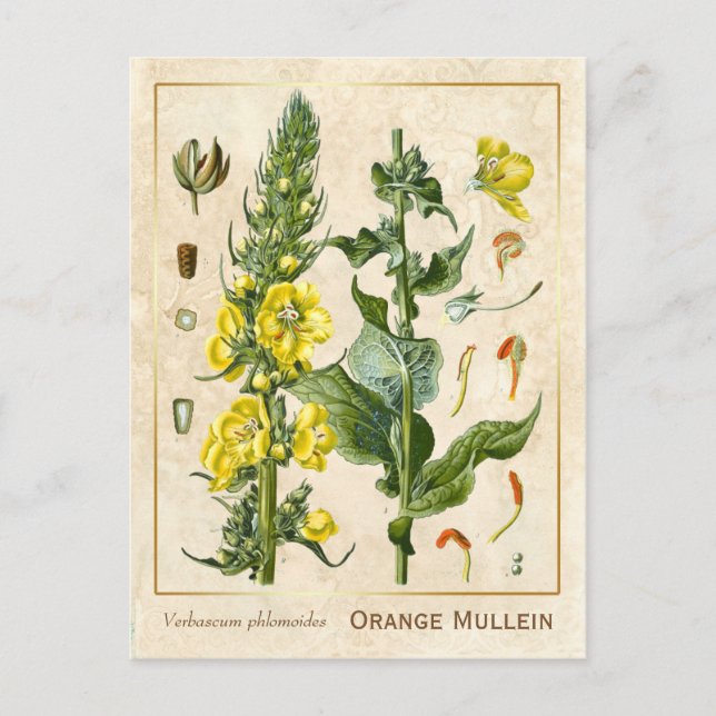 Vintage Heilkräuter Orange Mullein Botanisch Postkarte (Vorderseite)