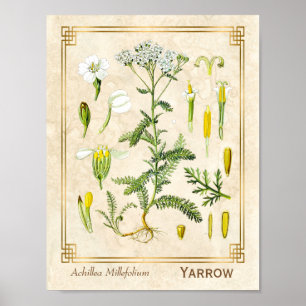 Vintage Heilkräuter Schafgarbenblüten Botanik Poster