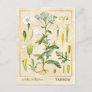 Vintage Heilkräuter Schafgarbenblüten Botanik Postkarte