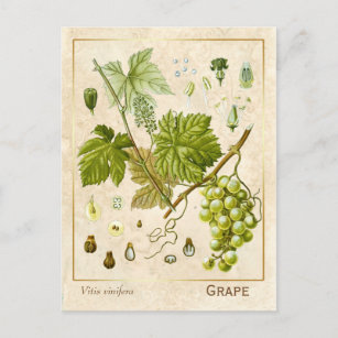 Vintage Heilkräuter Weintrauben Botanisch Postkarte