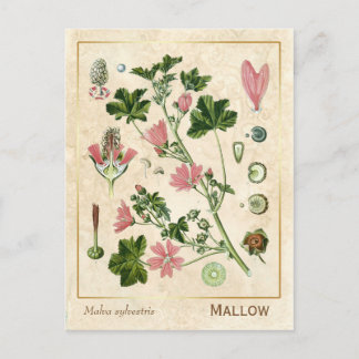 Vintage Heilkräuterhalterung Blume botanisch Postkarte
