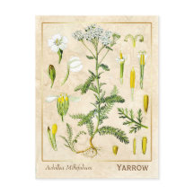 Vintage Heilkräuterhaufen Blume Botanisch