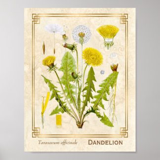 Vintage Heilkräuterleuchte Blume Botanisch Poster