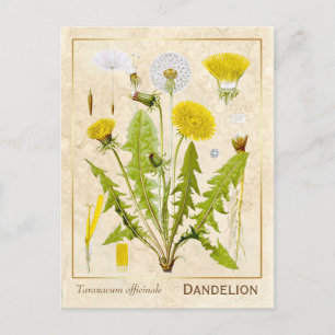 Vintage Heilkräuterleuchte Blume Botanisch Postkarte