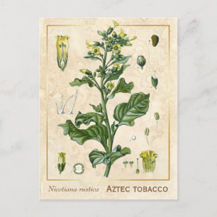 Vintage Heilpflanze Aztekertabak Botanisch Postkarte