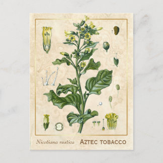 Vintage Heilpflanze Aztekertabak Botanisch Postkarte