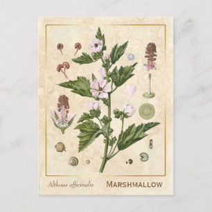 Vintage Heilpflanze Eibisch Botanisch Postkarte