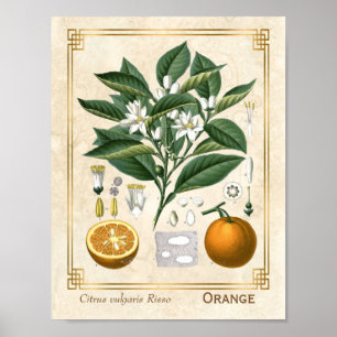 Vintage Heilpflanze Orange Frucht Botanik Poster