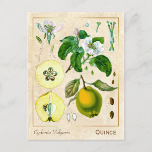 Vintage Heilpflanze Quittenfrucht Botanisch Postkarte
