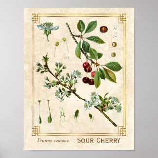 Vintage Heilpflanze Rote Kirsche Botanisch Poster
