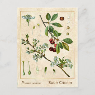 Vintage Heilpflanze Rote Kirsche Botanisch Postkarte