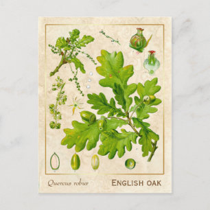 Vintage Heilpflanze Stieleiche Botanisch Postkarte
