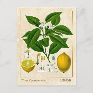 Vintage Heilpflanze Zitrusfrucht Botanik Postkarte
