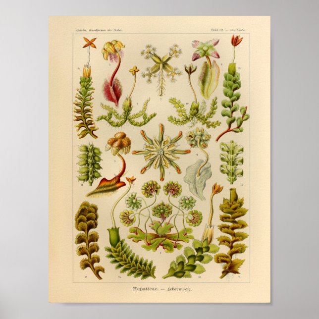 Vintage Hepaticae-Farbe Ernst Haeckel Kunstdrucker Poster (Vorne)