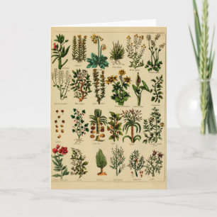 Vintage Herbal Greeting Card Series - 5 Karte