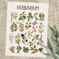Vintage Herbarium Green Pflanze Chart
