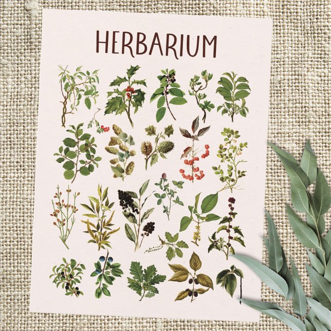Vintage Herbarium Green Pflanze Chart Postkarte (Close up)